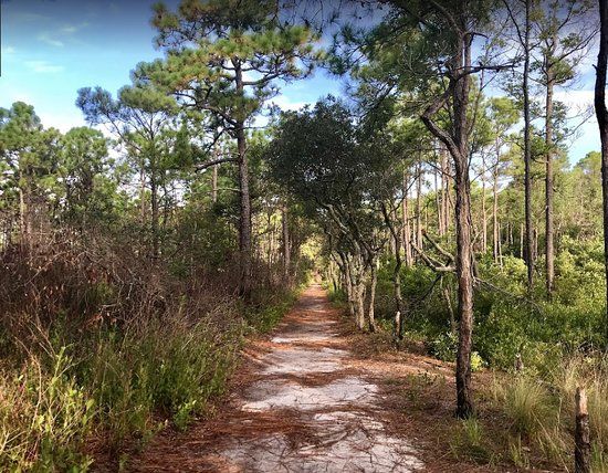 Carolina Beach State Park
